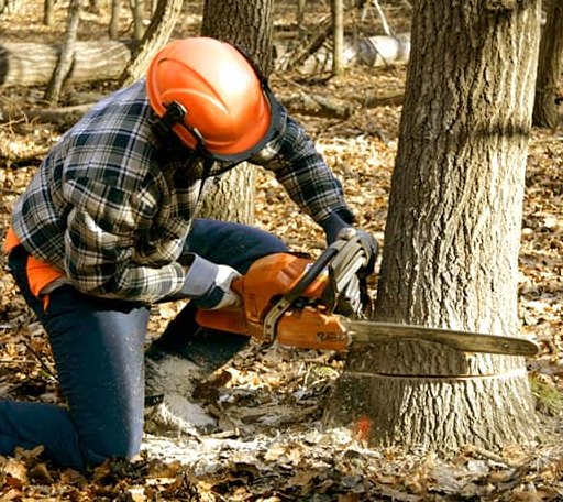 Tree Removal in Cuddy, PA